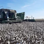 Chaco Monitorea Lotes Algodoneros: Asistencia ante Sequía en la Campaña 2024/2025