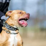 Confirman un caso de rabia canina en Machagai y piden vacunar a las mascotas