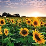 Prórroga del Seguro Multirriesgo para el Girasol: Impulsando la Economía Local