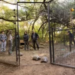 La Gigante Tortuga Yabotí: Un Nuevo Atractivo para el Ecoturismo en el Parque Nacional El Impenetrable
