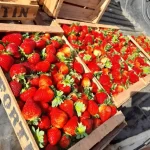 Frutilla Chaqueña: Promesa de Ganar Mercados en la Campaña 2025