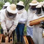 Segunda Expo Apícola de los Humedales: buscan impulsar el consumo de miel y mostrar el potencial del sector chaqueño