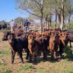 Actualizan tasas para trámites de marcas y señales ganaderas en el Chaco