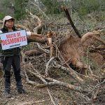 Greenpeace denuncia un ecocidio en el Chaco: 170.000 hectáreas de monte destruidas ilegalmente en 5 años