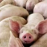 El Chaco impulsa la producción porcina con la conformación de una Mesa Estratégica