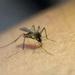 Santa Fe y Córdoba: las provincias más afectadas por el dengue