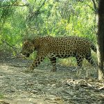 Hito ecológico en El Impenetrable: detectan dos nuevos yaguaretés silvestres y logran colocarle un collar satelital a uno de ellos