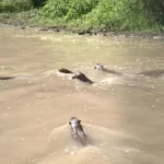Histórico: una familia de nutrias gigantes regresa al río Bermejo tras un siglo de ausencia