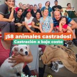 Más de 50 mascotas protegidas: Éxito total en la jornada de castración a bajo costo bajo la lluvia