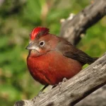 Otoño con pocos días frescos: el fin de semana largo culmina con ascenso de temperatura y sin lluvias