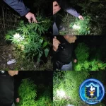 Colonia Benítez: Hallan Plantas de Marihuana en la Vereda de una Casa
