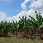 Bananeros en alerta: denuncian abandono estatal y riesgo de desaparición del cultivo en Formosa