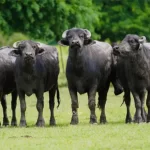 Invitan a la Primera Jornada de Producción Ganadera Bubalina en Corrientes