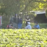 Chaqueños explotados en un campo de frutillas: «Se bañaban en el monte con baldes y bebían agua de bidones de agroquímicos»