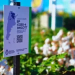 Algodón: presentan logro tecnológico con variedad resistente al estrés hídrico