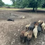 «Había animales muertos por todos lados»: un puma con su cría masacró 30 ovejas en Tres Isletas