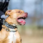 Multan con un millón de pesos a dueña del pitbull que mordió a una niña