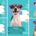 Salta lanzó una campaña de adopción de perros con figuritas al estilo del álbum del Mundial