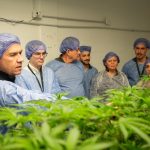 Hito productivo en el Chaco: una empresa local concretará la primera exportación de cannabis medicinal a Nueva Zelanda