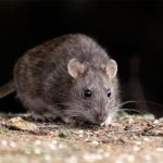 Alerta sanitaria en Bariloche por un nuevo caso de hantavirus