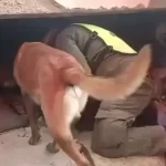 Bart, el perro argentino que marcó el camino de la esperanza en Venezuela