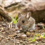 Hantavirus: detectaron dos nuevos casos y ya son 47 en lo que va de 2026; Buenos Aires y Salta concentran la mayoría