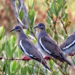 Grave situación en el campo: el ataque de palomas a cultivos recrudece en el Chaco