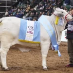 Una cabaña de Clorinda hizo historia en Palermo: obtuvo por tercer año consecutivo la Gran Campeona Brahman