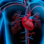 ¿Caminar o andar en bicicleta?: qué actividad es más efectiva para la salud cardiovascular