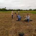 Con drones y técnicas de selección, estudian la mejora genética de un pasto clave para la ganadería