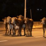 Volcó un camión jaula con ganado en Rosario: vacas escaparon y cinco detenidos por faenado ilegal