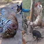 Juicio histórico por matar un yaguareté en Formosa: armas, fotos y un cuero de puma en el freezer