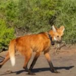 Nacieron cuatro crías de aguará guazú en el Parque Nacional Ansenuza
