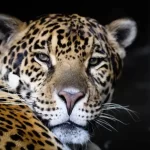 Científicos logran mejorar el genoma del yaguareté