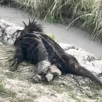 Otro oso hormiguero atropellado, esta vez cerca de Cote Lai