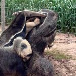 Santiago del Estero: avistaron dos osos hormigueros gigantes en un campo de Los Juríes