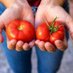 Por qué los tomates actuales tienen menos sabor que antes