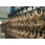 El pollo supera a la carne vacuna en Argentina: el consumo per cápita podría alcanzar los 50 kilos en 2026