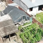 Secuestraron 677 plantas de marihuana y más de $27 millones en Corrientes