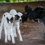 Pampa del Infierno consolida su desarrollo con inversión privada y exportación caprina