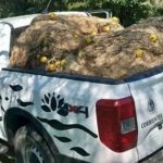 En plena veda, secuestraron cerca de 3 mil metros de mallones y especies capturadas en el Paraná